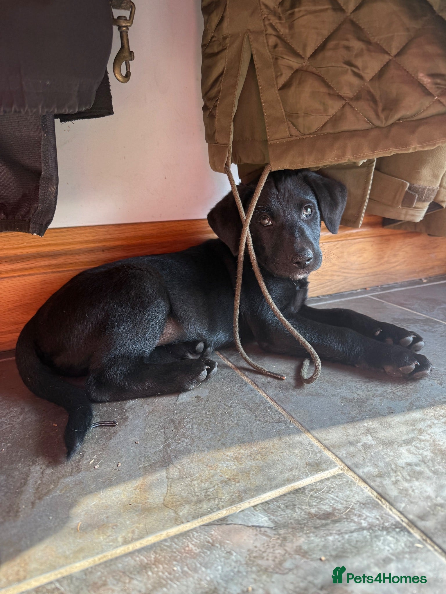 Borador dogs Stunning Lab x Collie, cream, black & chocolate! - Advert 1