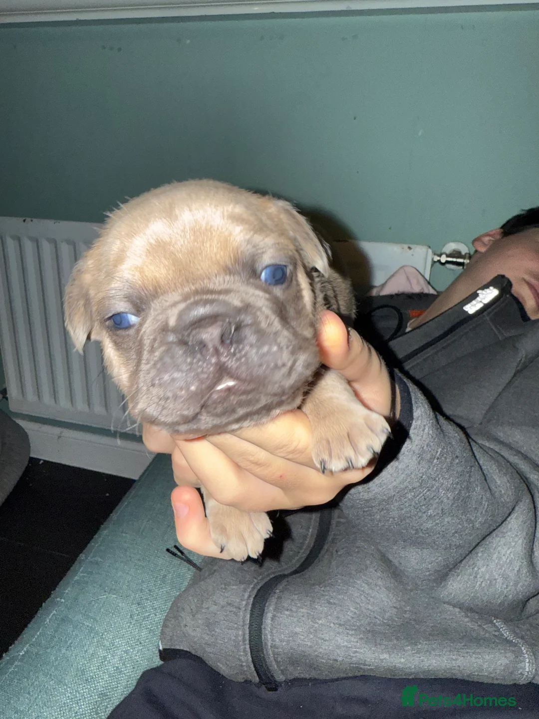 French Bulldog dogs for sale: French Bulldog Puppies - Advert 8