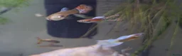 Bettas fish for sale: guppies mix - Advert 11