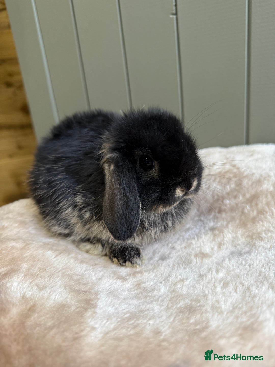Mini Lop rabbits for sale: 🖤🩶🤎 Gorgeous Pure Bred Mini Lops 🖤🩶🤎 - Advert 16