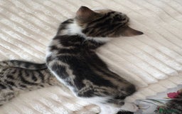 British Longhair cats for sale: Beautiful kittens for sale - Image 2