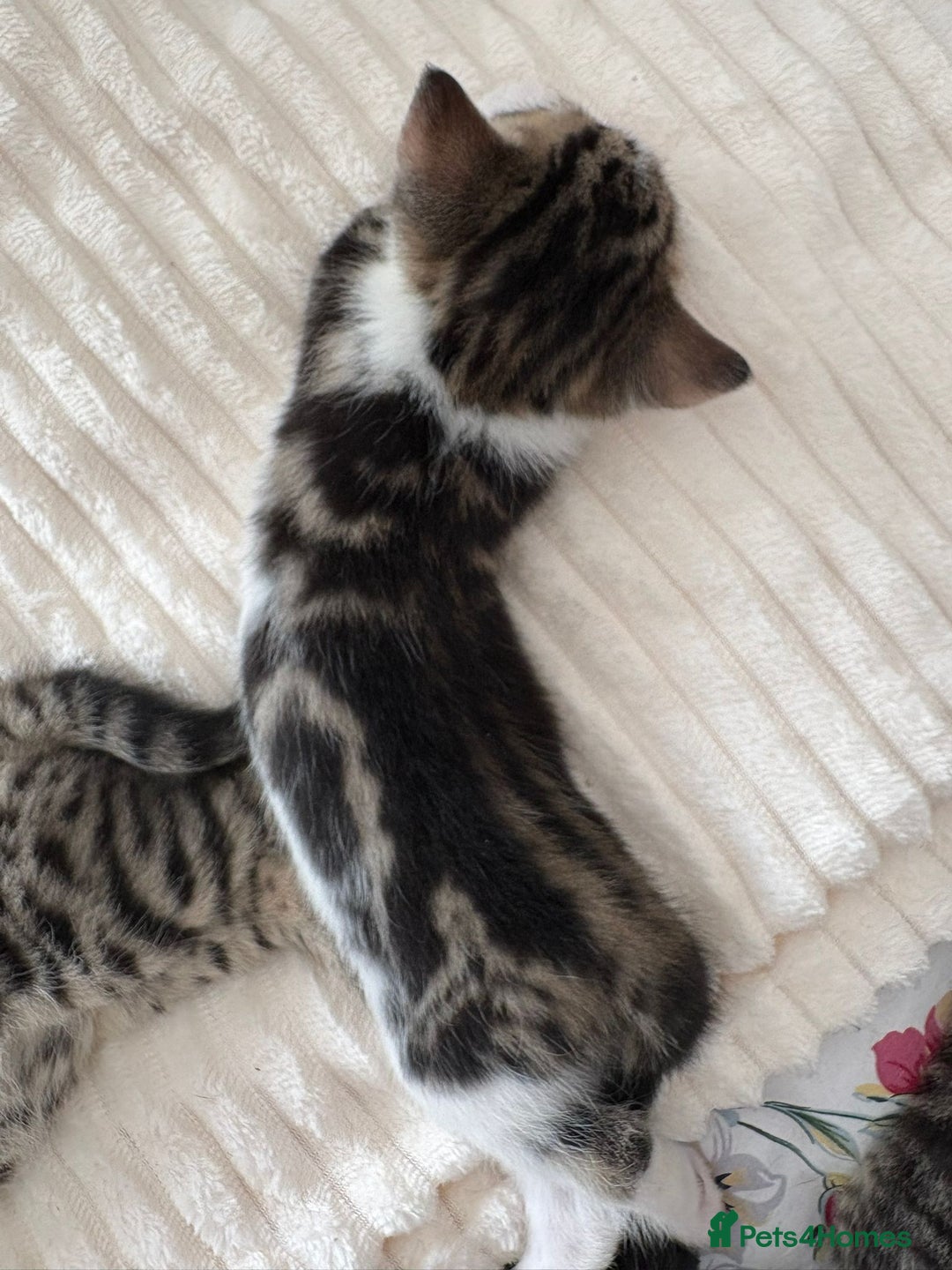 British Longhair cats for sale: Beautiful kittens for sale - Image 2