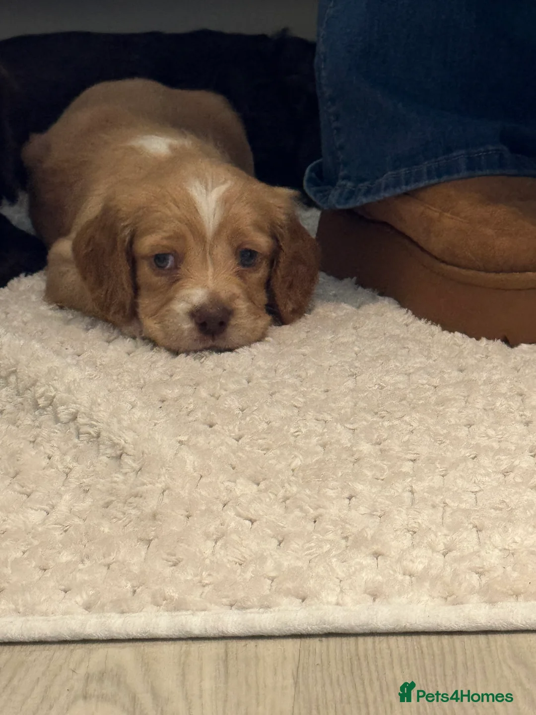 Sprocker dogs for sale: A beautiful litter docked Sprocker Spaniel puppies - Advert 6