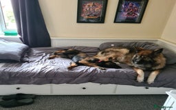 German Shepherd dogs for sale: Playful Socialised Girl - Image 5