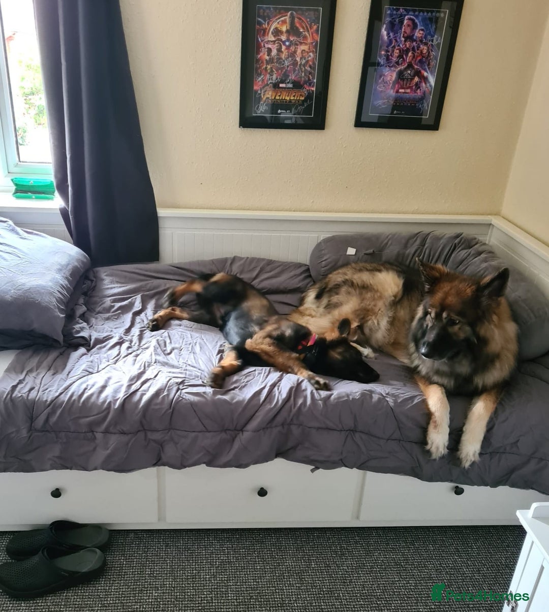German Shepherd dogs for sale: Playful Socialised Girl - Image 5