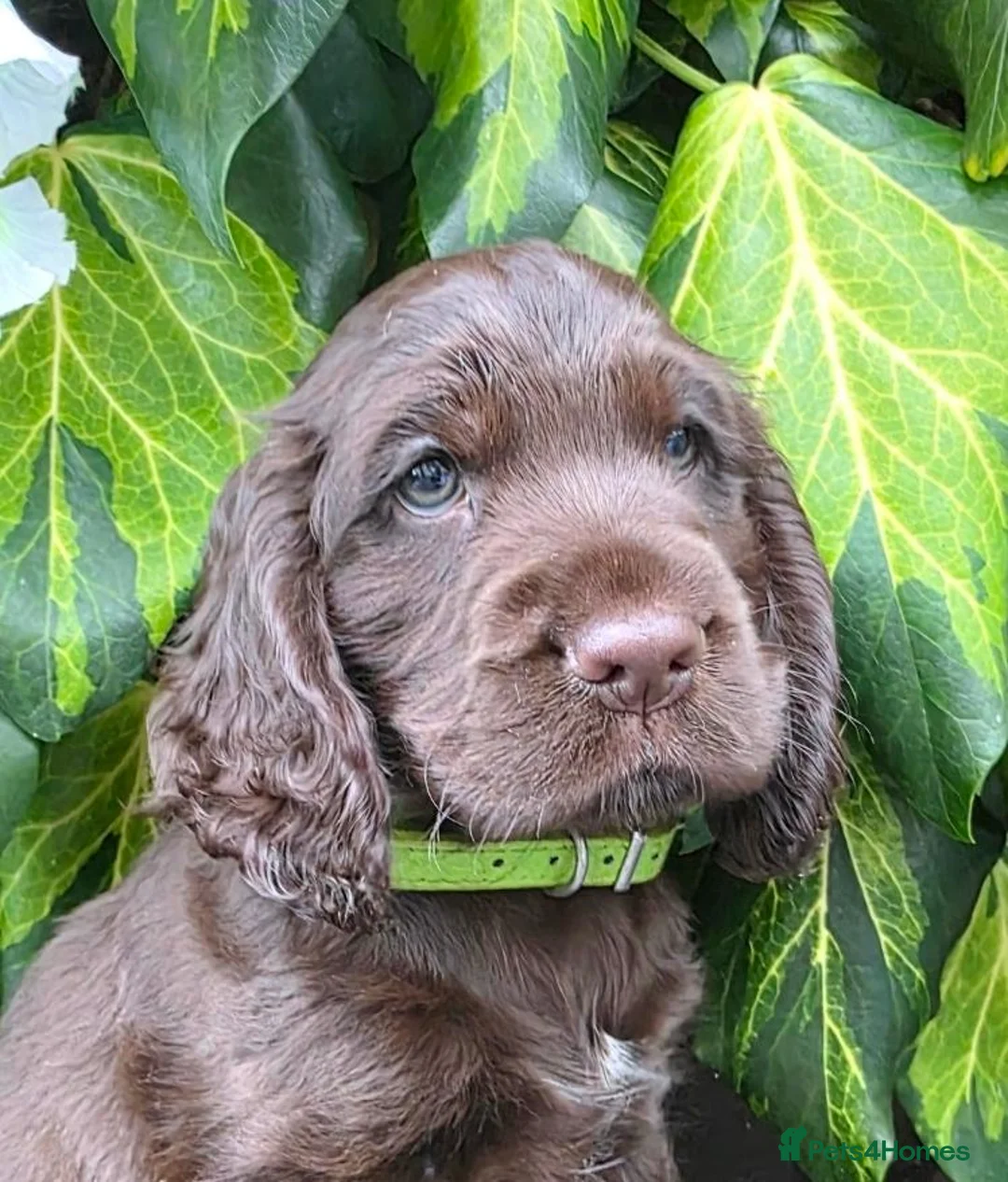 Cocker Spaniel dogs for sale: Ready now beautiful cocker spaniel pups  - Advert 1