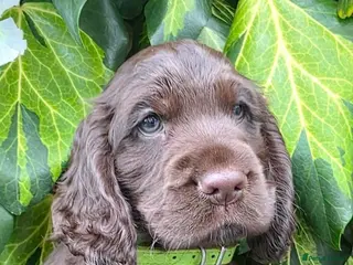 Cocker Spaniel dogs Ready now beautiful cocker spaniel pups - Advert 4