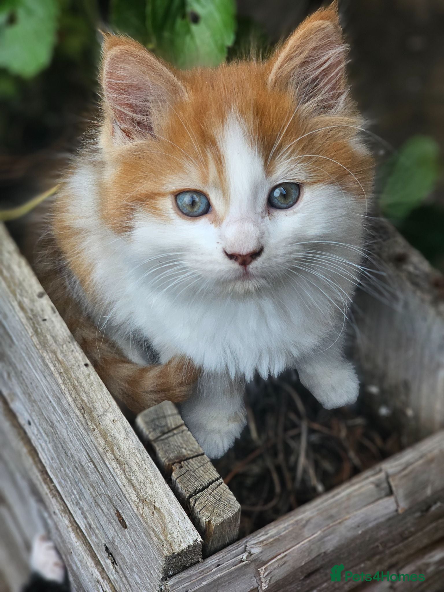 Mixed Breed cats 2 beautiful kittens left 😍  - Advert 8