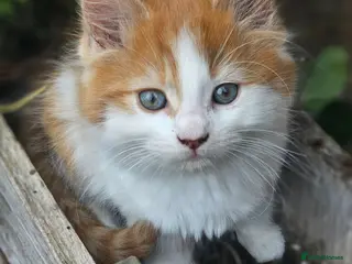 Mixed Breed cats 2 beautiful kittens left 😍 - Advert 8