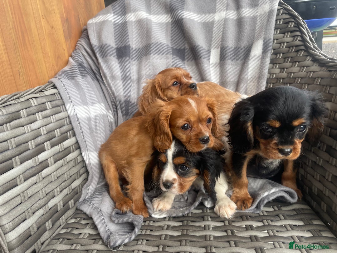 Cavalier King Charles Spaniel dogs for sale: Cavalier King Charles pups - Image 6