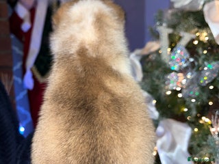 Mixed Breed dogs 5 frow frow puppies! Ready to leave for Xmas 🎅🎄 - Advert 3