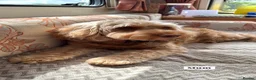Cockapoo dogs for sale: Extensively DNA Tested Cockapoo Puppies 🧬 - Advert 3