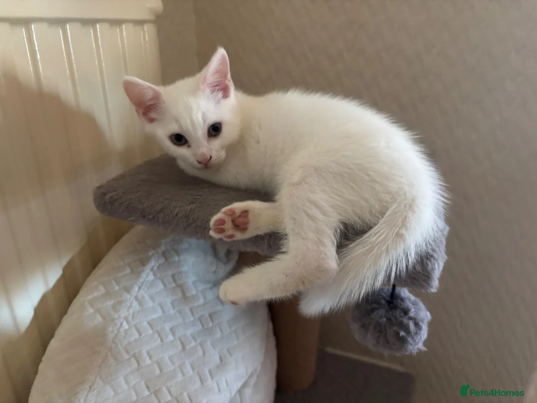 Mixed Breed cats for sale: Ready to go now - 3 beautiful male kittens - Advert 2