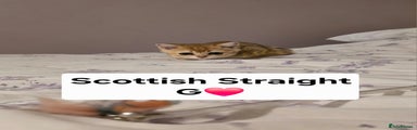 Scottish Straight Kitten ❤️