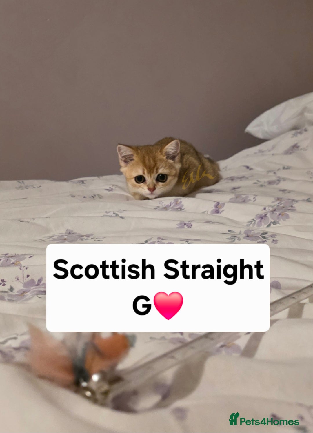 Scottish Fold cats for sale: Purebred Golden chinchilla TICA registered - Image 8
