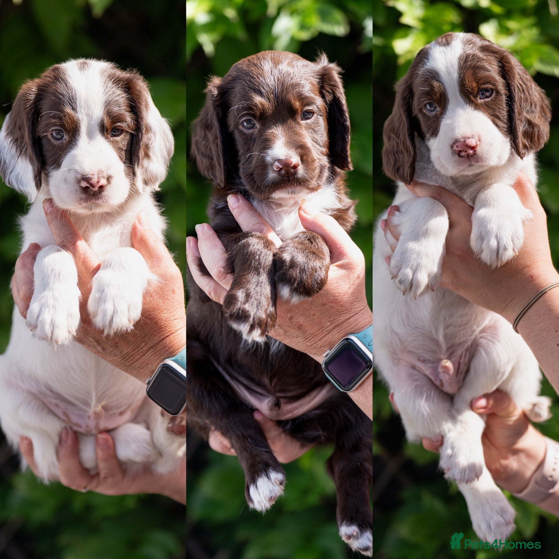Sprocker dogs F1 Sprocker Puppies - Advert 7