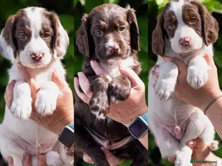Sprocker dogs F1 Sprocker Puppies - Advert 1