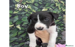 Border Collie dogs for sale: Collie puppy’s ready to go  - Image 5