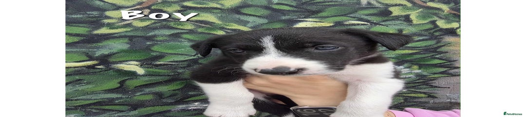 Border Collie Puppy 4