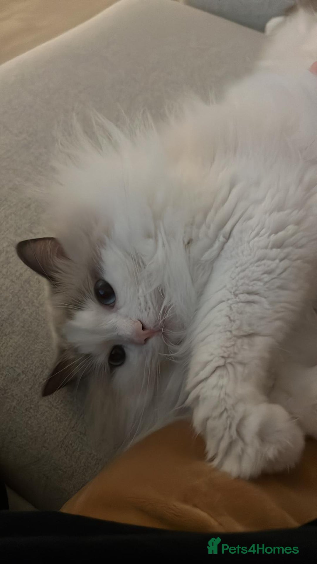 Ragdoll cats for sale: TICA Registered Blue Bicolour Ragdoll   - Advert 3