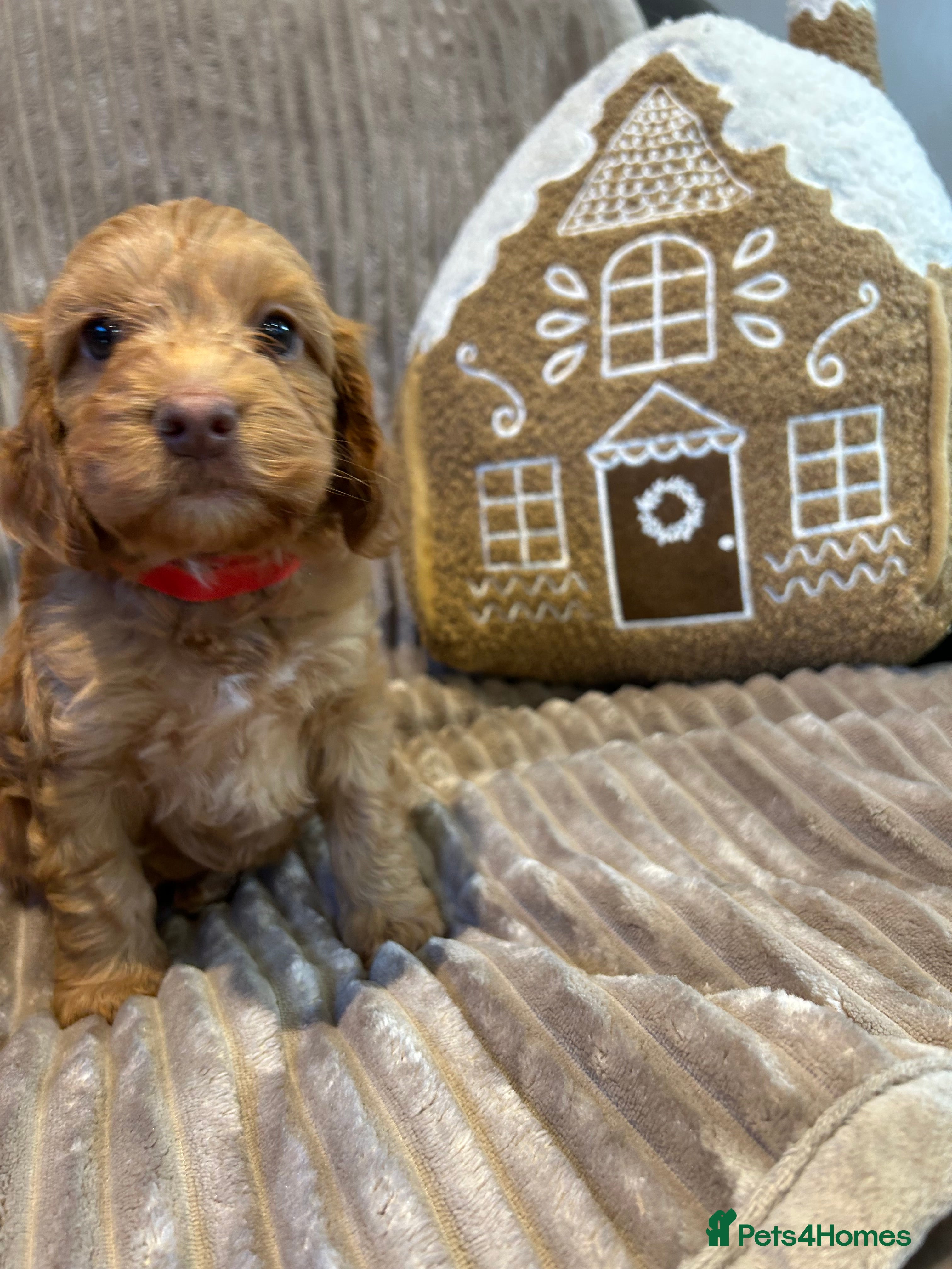 Cockapoo dogs F1 TOY SHOW TYPE DNA 🧬 CLEAR COCKAPOO BABIES 🧸 - Advert 2