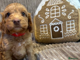 Cockapoo dogs F1 TOY SHOW TYPE DNA 🧬 CLEAR COCKAPOO BABIES 🧸 - Advert 4