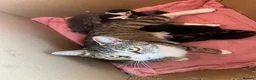 Mixed Breed cats for sale: 4 x Adorable Loving Kittens Ready NOW! - Advert 7