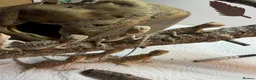 Bearded Dragon reptiles for sale: Baby Bearded Dragons. Visual Dunners & Hypos - Advert 25