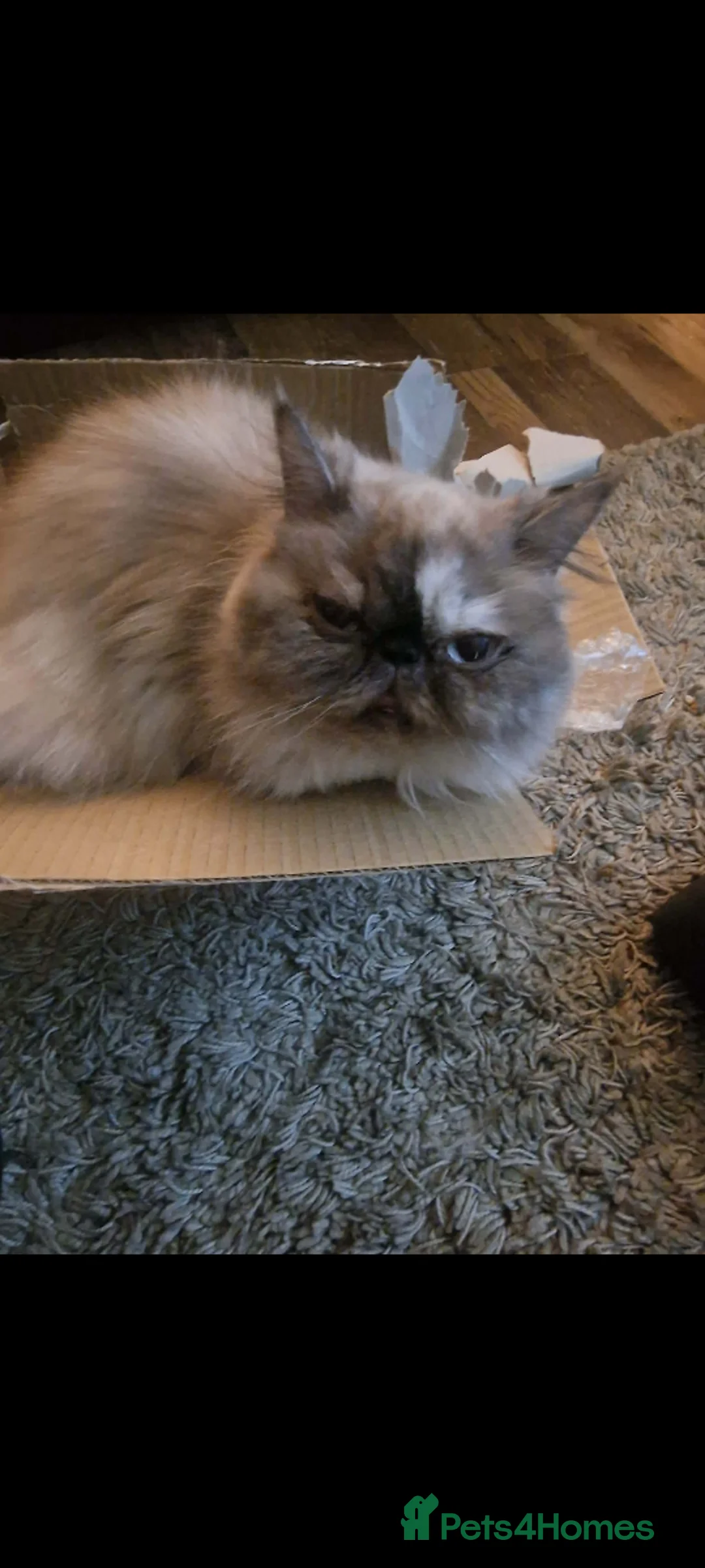 Persian cats for sale: Beautiful Persian kittens  - Advert 2
