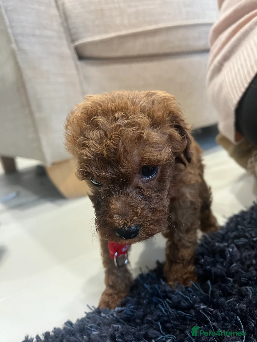 Miniature Poodle dogs for sale: FOX Red Miniature Poodles!!! 400 Health Tests!! - Advert 22