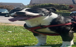Staffordshire Bull Terrier dogs for sale: George - Image 2
