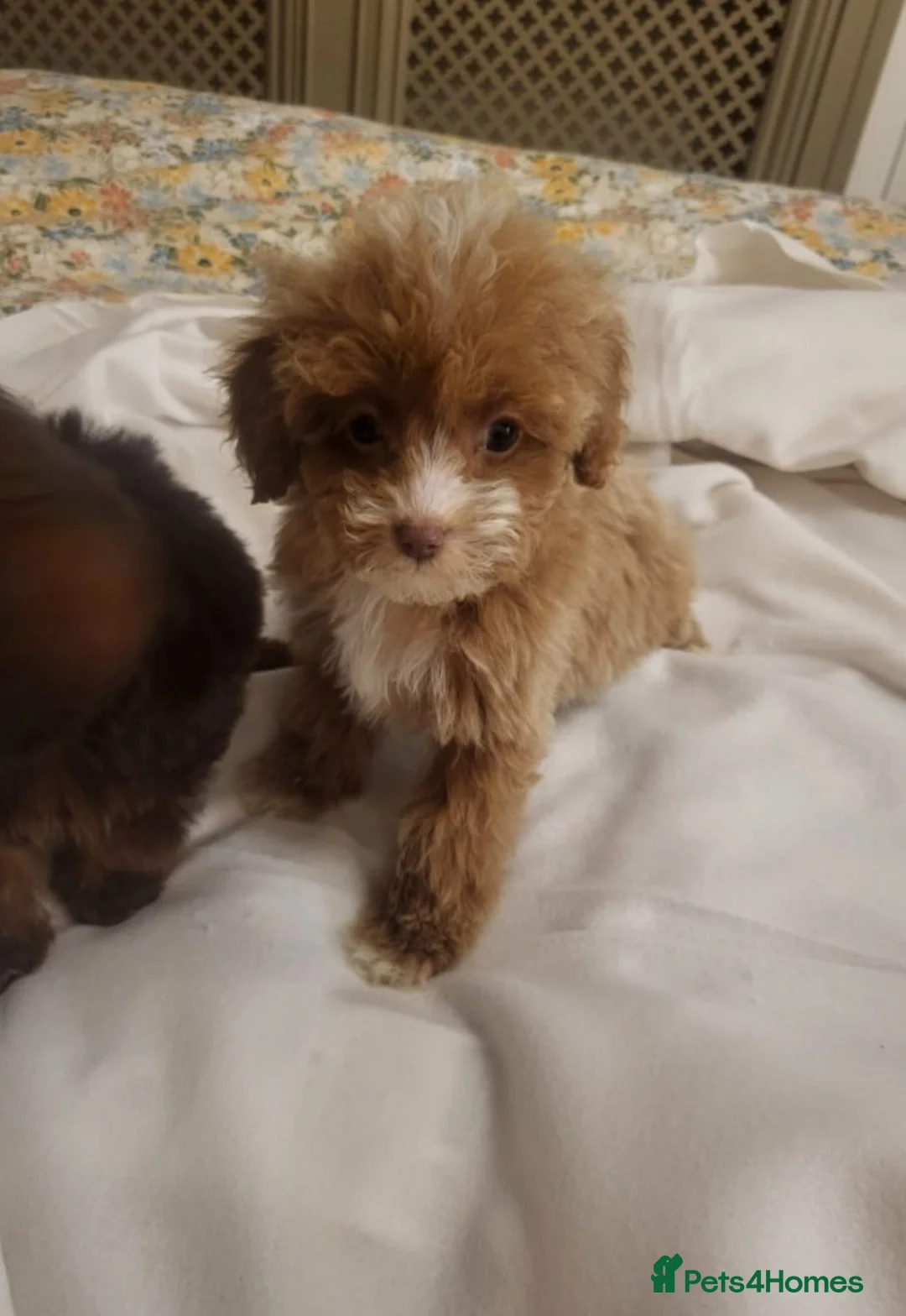 Cavapoo dogs for sale: 4 beautiful fb1 cavapoo puppies for sale!!  - Advert 23