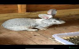 Continental Giant rabbits for sale: 2x Black Pure Giant Continental Bucks  - Image 12