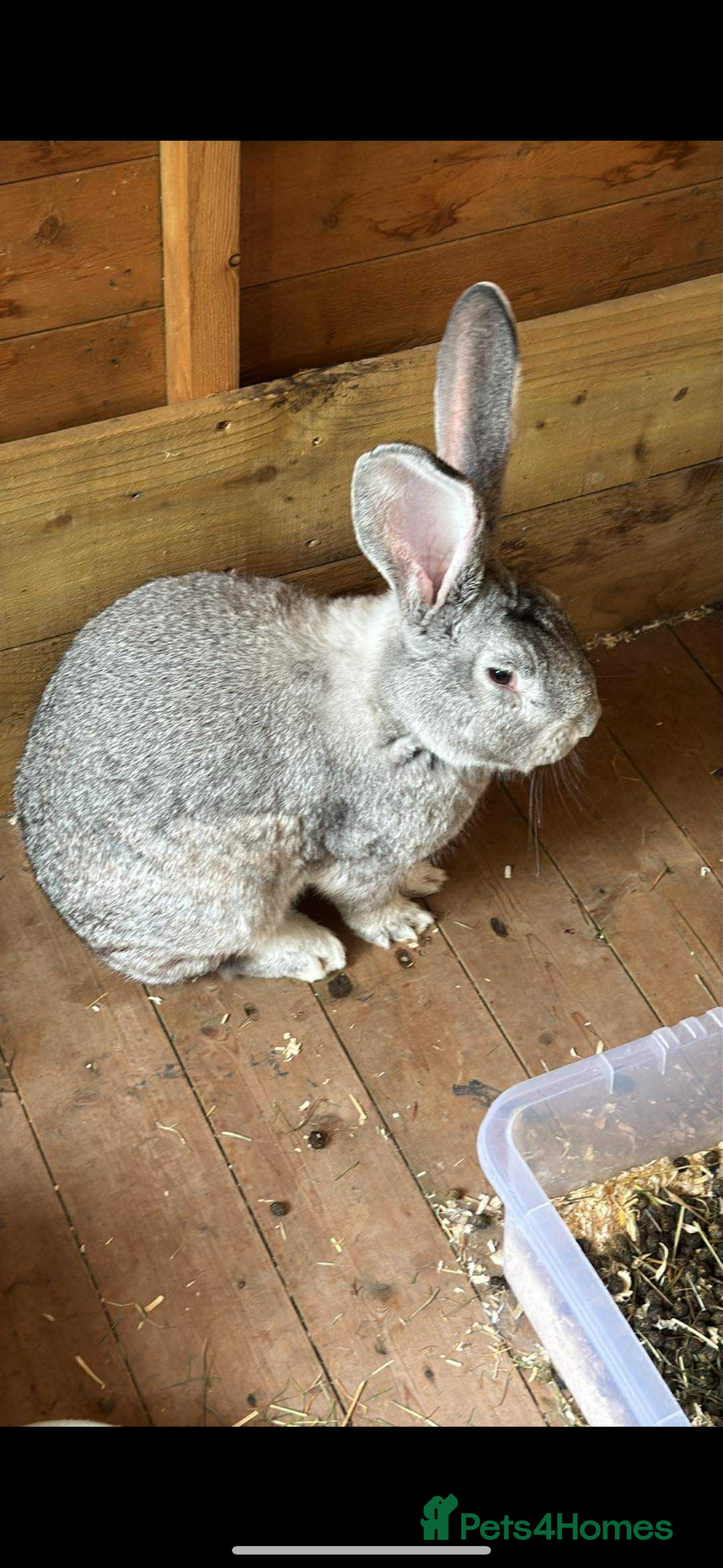Continental Giant rabbits for sale: 2x Black Pure Giant Continental Bucks  - Image 12