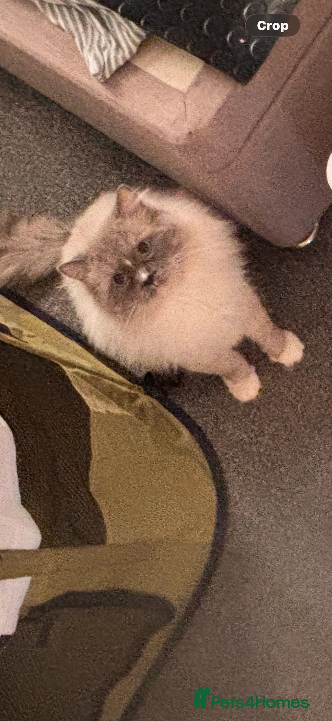 Ragdoll cats for sale: Beautiful Ragdols  - Advert 2