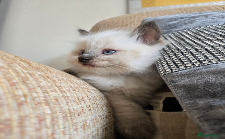 Ragdoll cats - Advert 14