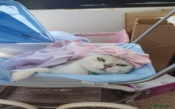 British Shorthair cats for sale: BSH boys - Image 2