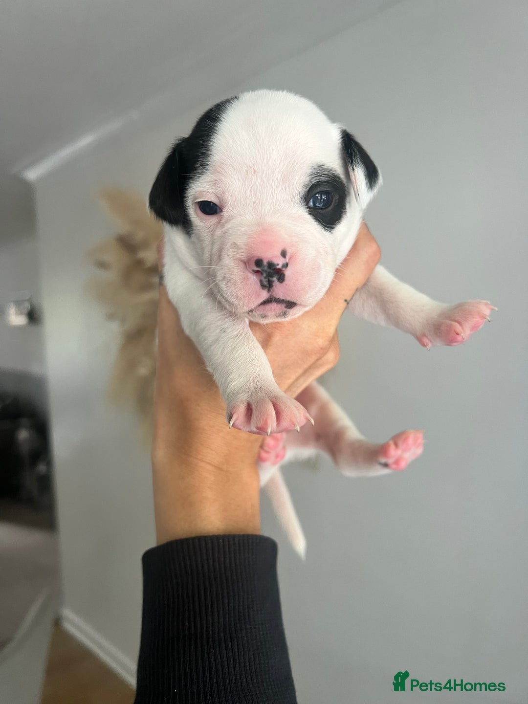 Mixed Breed dogs for sale: 🏡 Staff x American Bulldog Puppies  - Image 34
