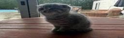 Mixed Breed cats for sale: 5 Beautiful Kittens Ready For Loving Homes - Advert 16
