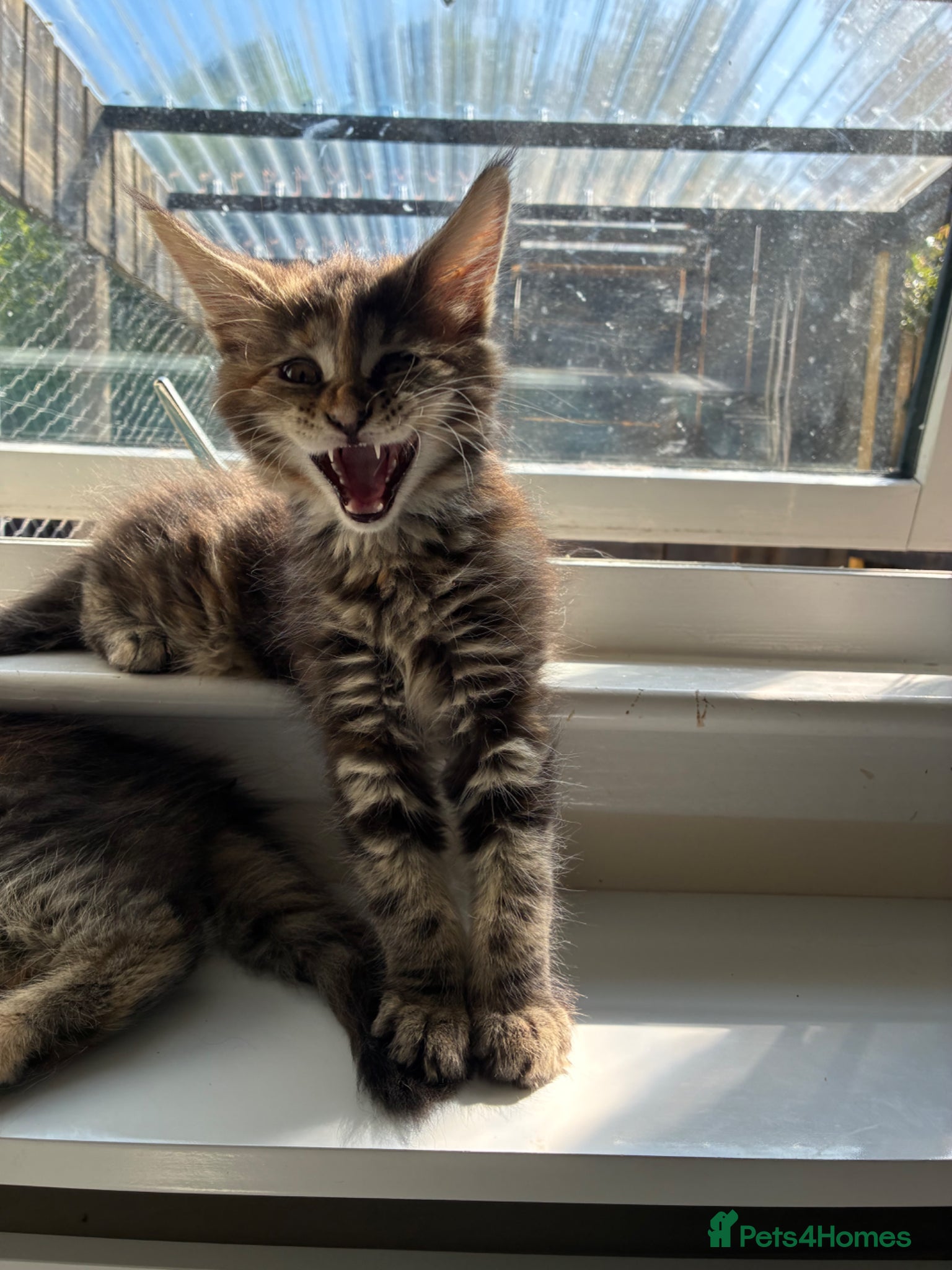 Maine Coon cats Maine coon kittens  - Advert 15