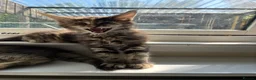 Maine Coon cats for sale: Maine coon kittens  - Advert 18