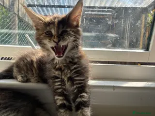 Maine Coon cats Maine coon kittens - Advert 15