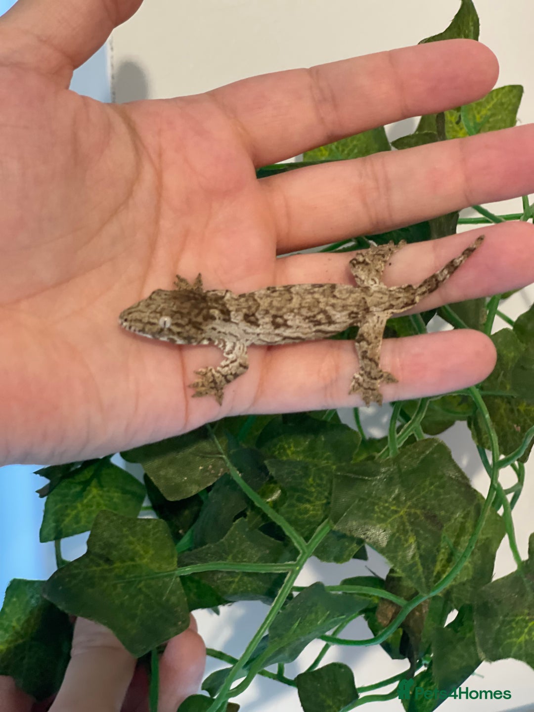 Gecko reptiles for sale: Caledonian giant gecko - Advert 4