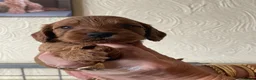 Cockapoo dogs for sale: QUALITY COCKERPOO PUPPIES ,HEALTH TESTED PARENTS - Advert 3