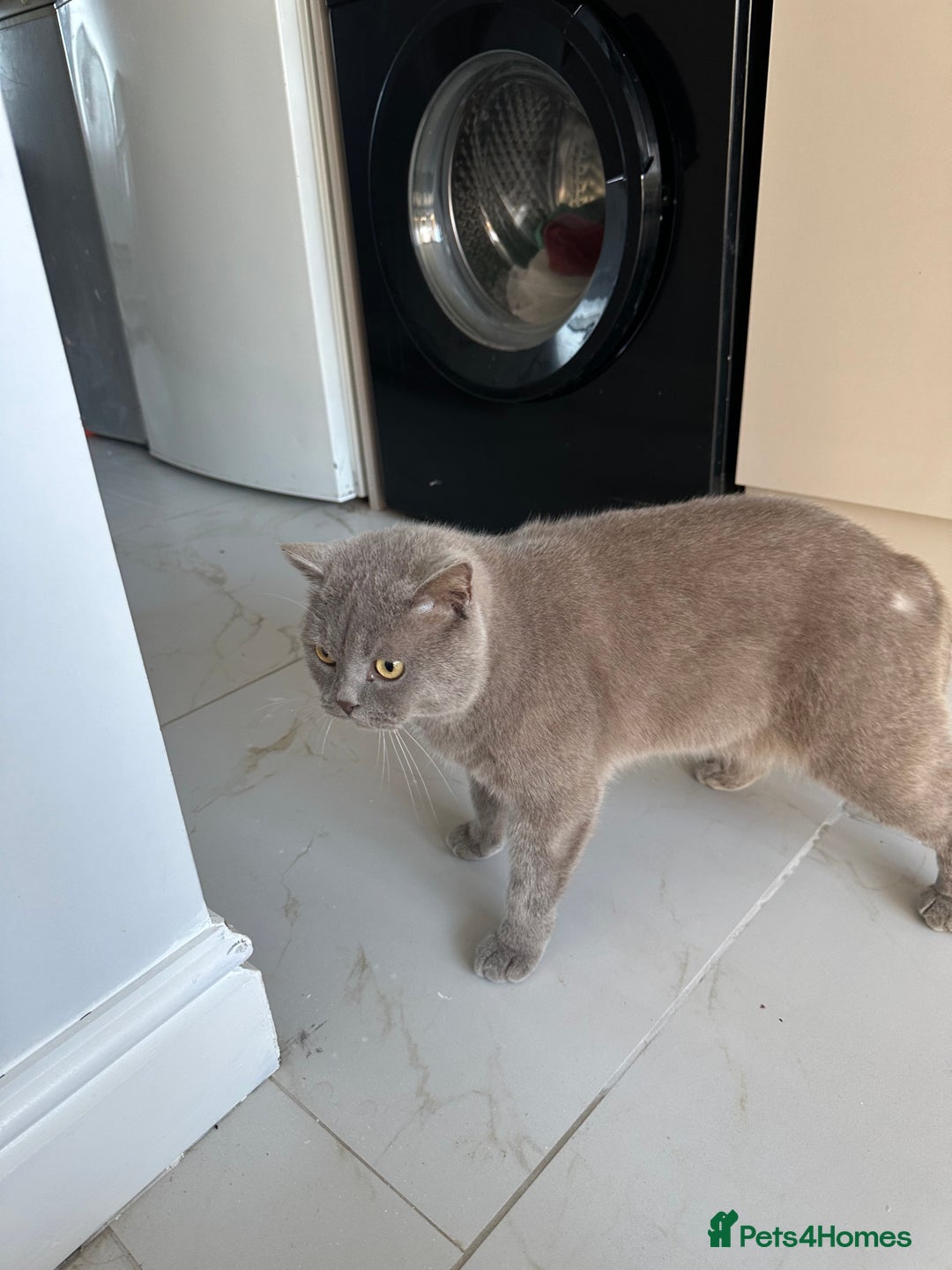 British Shorthair cats for sale: 3 year old british short hair, male - Advert 3