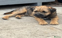 Border Terrier dogs for stud: KC Border Terrier For Stud in Walsall - Image 2