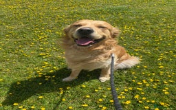 Golden Retriever dogs for stud: Golden boy Baxter - Image 1