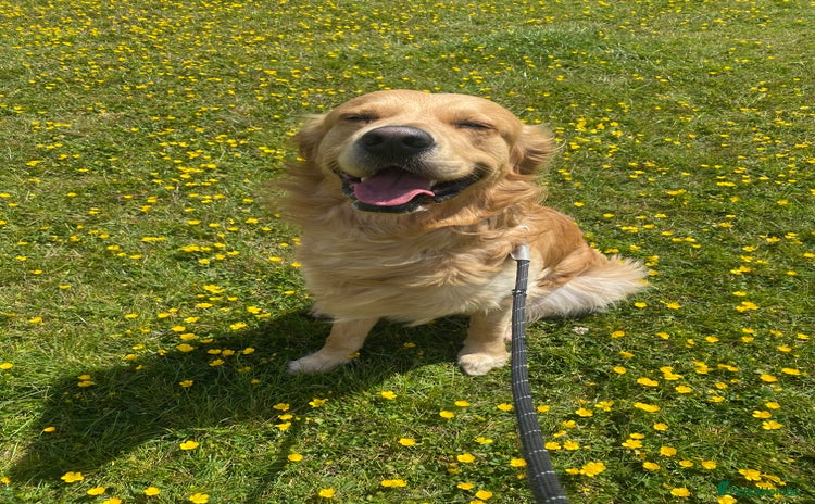 Golden Retriever dogs - Advert 1