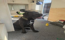 Cane Corso dogs for sale: 2 year old cane corso male  - Image 3