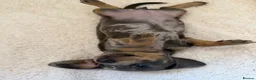 Dachshund dogs for sale: DACHSHUND PUPPIES FOR SALE - Advert 7